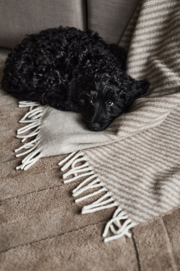 Un cachorro negro acurrucado en la manta de lana beige de NJRD. 