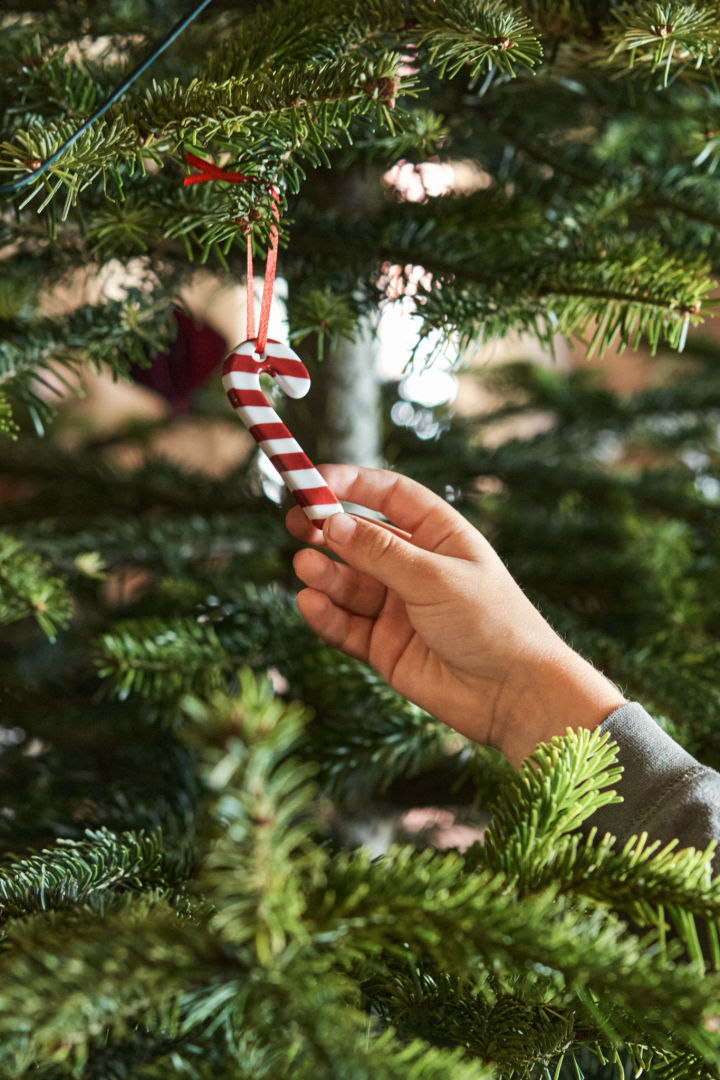 Una mano sostiene una decoración de bastón de caramelo colgante en un árbol de Navidad.