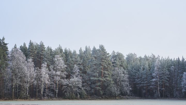 Navidad en Suecia: aquí puedes ver los abetos cubiertos de nieve que Emily de nuestro cuento de Navidad sueco ve cuando se asoma a la ventana por la mañana.