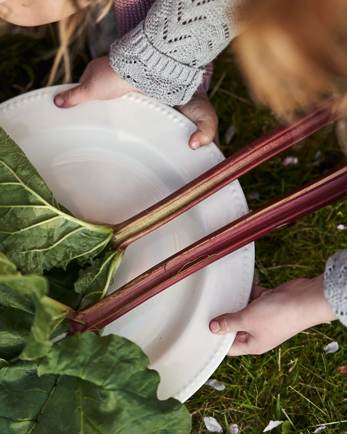 Manos de dos niños sostienen un plato blanco con tallos y hojas de ruibarbo frescos sobre hierba verde.