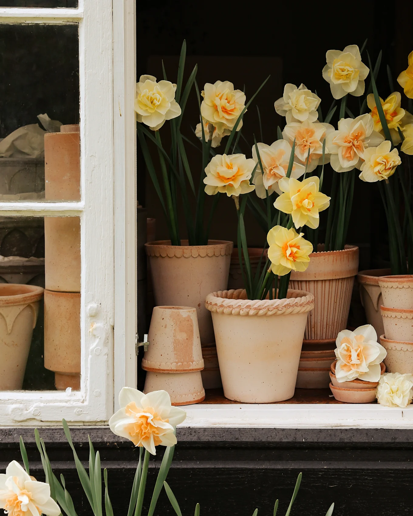Ventana abierta con narcisos en macetas de terracota, algunos con flores crema y naranjas, otros amarillos.
